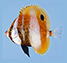Cocal_u1.jpg