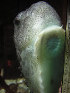 Cylum_u7.jpg