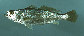 Cynot_u0.jpg