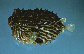 Cysch_u0.jpg
