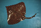 Dilae_u0.jpg