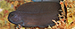 Ecnam_u7.jpg