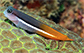 Ecspr_u0.jpg