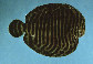 Gymel_u5.jpg