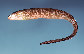 Gysax_u0.jpg