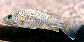Leuni_u0.jpg