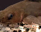 Locyc_u0.jpg