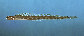 Lulum_u0.jpg