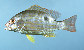 Lusyn_u0.jpg