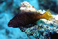 Pafor_ue.jpg