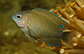 Pobin_j0.jpg