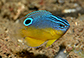 Pobin_j1.jpg
