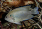 Pobin_u0.jpg