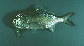Polow_u0.jpg