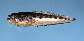 Pople_u0.jpg