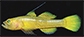 Prbil_f1.jpg