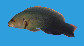 Psoli_u3.jpg