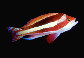 Pstow_m0.jpg