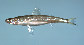 Sabra_u1.jpg