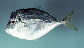 Seset_u0.jpg