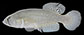 Tical_m0.jpg
