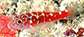 Trcae_u8.jpg