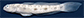 Vadaw_m1.jpg