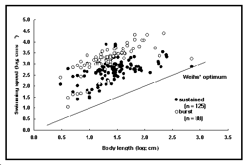 mor5.gif