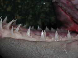 6507_lower_jaw.jpg