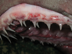 6508_upper_jaw.jpg