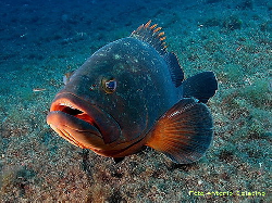 AAARJPEG Epinephelus marginatus.jpg