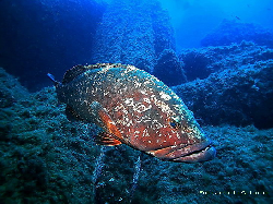 AAAZJPEG Epinephelus marginatus.jpg