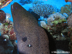 ANG1 Gymnothorax javanicus P1015300b.jpg