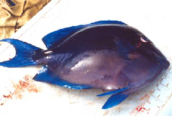 Acanthurus.jpg