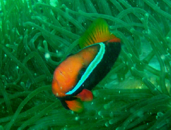 Amphiprion frenatus 00228.JPG