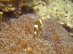 Amphiprion ocellaris 00232.JPG