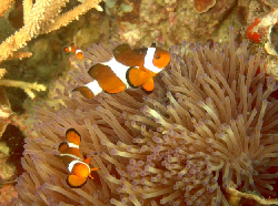 Amphiprion ocellaris 00262.JPG