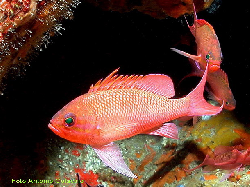 BBASJPEG Anthias anthias.jpg