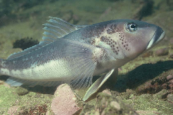 Blue cod 1.jpg