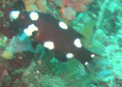 Bodianus axillaris JUV 00482.JPG