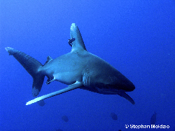 CAR1 Carcharhinus longimanus PB241580.jpg