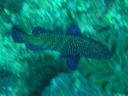 Cephalopholis argus 00533.JPG