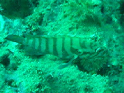 Cephalopholis boenak 00224.jpg