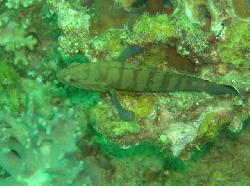 Cephalopholis boenak 00236.JPG