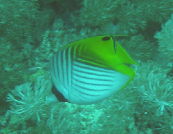 Chaetodon aurega 00478.JPG