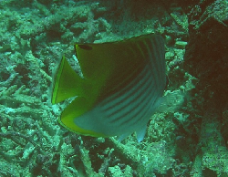 Chaetodon auriga 00536.JPG