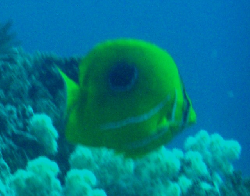 Chaetodon bennetti 00510.JPG