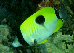 Chaetodon unimaculatus 00389.JPG