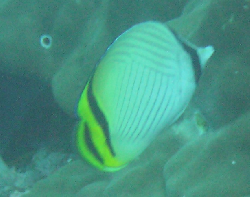 Chaetodon vagabundus 00463.JPG