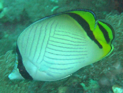 Chaetodon vagabundus 00475.JPG